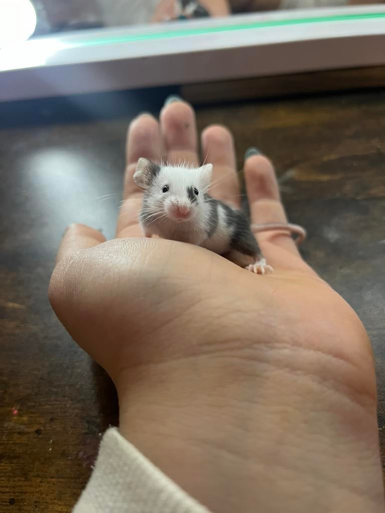 Handtamme kleurmuisjes, Dieren en Toebehoren, Knaagdieren, Meerdere dieren, Muis, December, Tam
