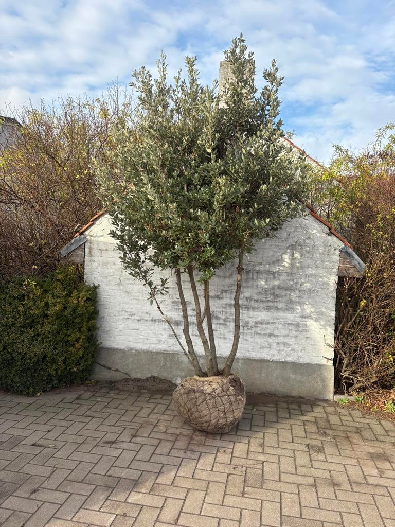 Steeneik (Quercus ilex) eigen kweek, Tuin en Terras, Ophalen of Verzenden, Winter, Leiboom