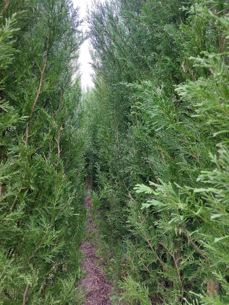 Conifeer/spar: leylandii cipres, Ophalen, Conifeer, Haag, 250 cm of meer