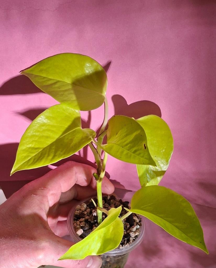 Epipremnum Golden Pothos, Enlèvement ou Envoi