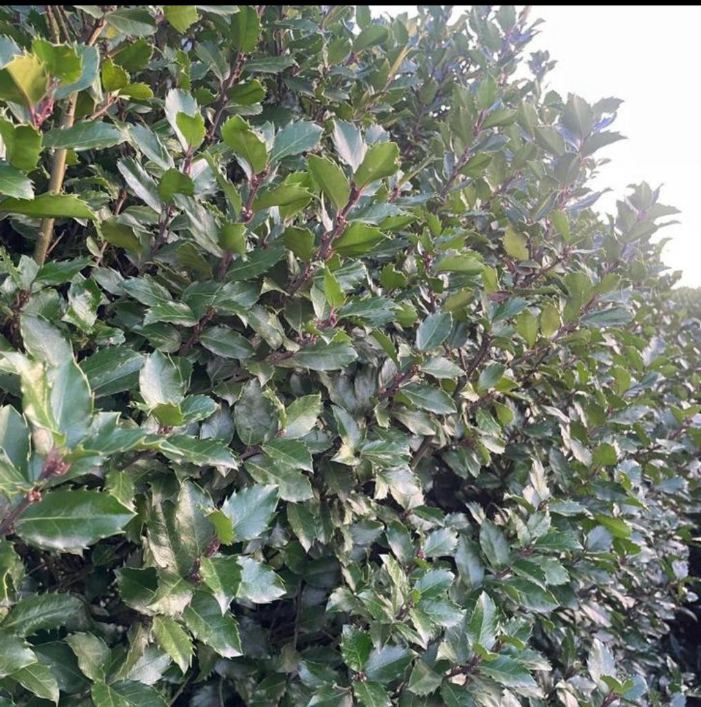 ‼️Ilex blue prince met kluit‼️, Enlèvement, Taxus, Haie