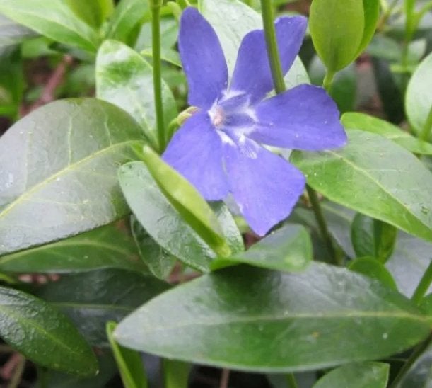 Vinca minor of kleine maagdenpalm, Ophalen, Vaste plant, Bodembedekkers