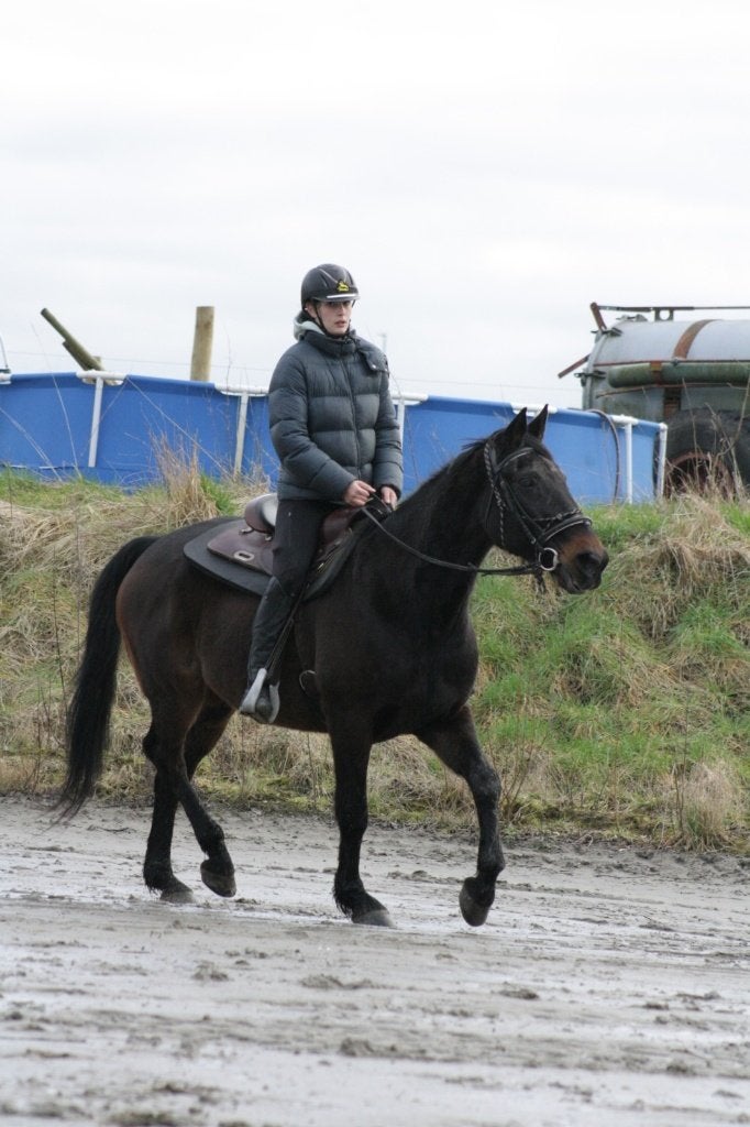 RECREATIE -WANDELPAARD, Dieren en Toebehoren, Gechipt, Ruin, Niet van toepassing, 160 tot 165 cm