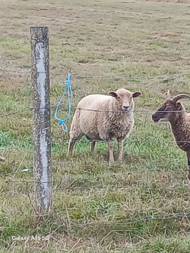 Ram 7maand, Animaux & Accessoires, Mâle, Mouton, 0 à 2 ans
