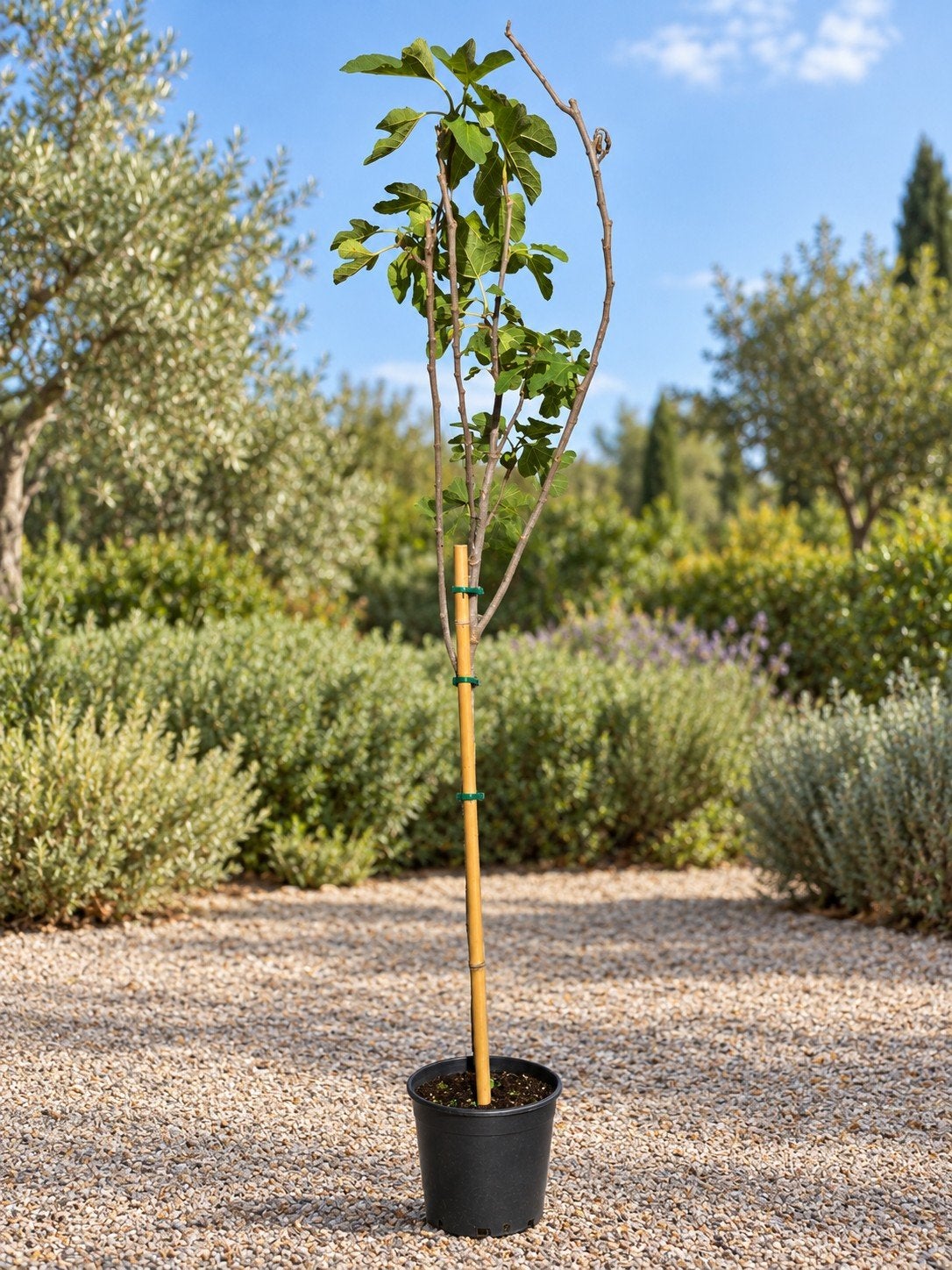 Ficus Carica 'Brown Turkey', Jardin & Terrasse, Enlèvement