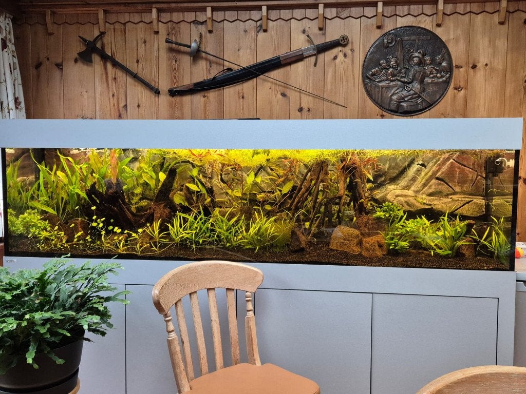 Aquarium 2,2 meter, Dieren en Toebehoren, Ophalen, Overige merken, Inclusief controller, Gevuld zoetwateraquarium