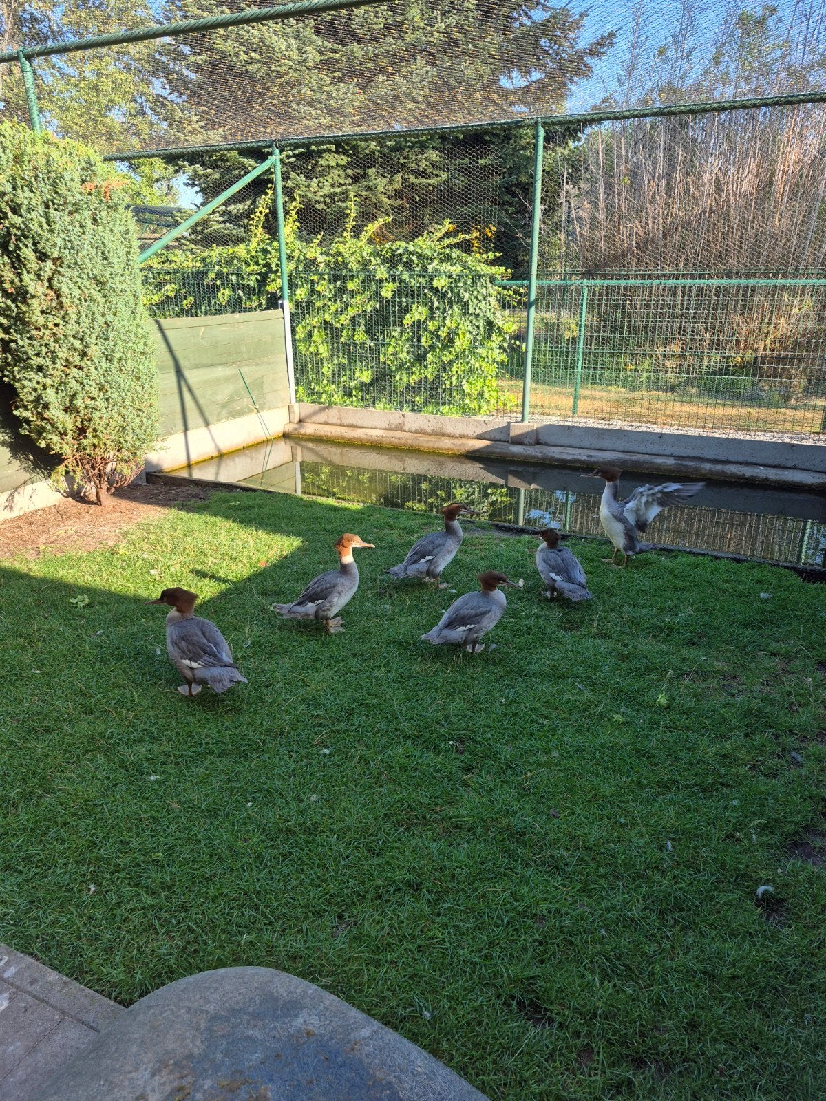 Grote zaagbekken zoeken nieuwe thuis, Dieren en Toebehoren, Pluimvee