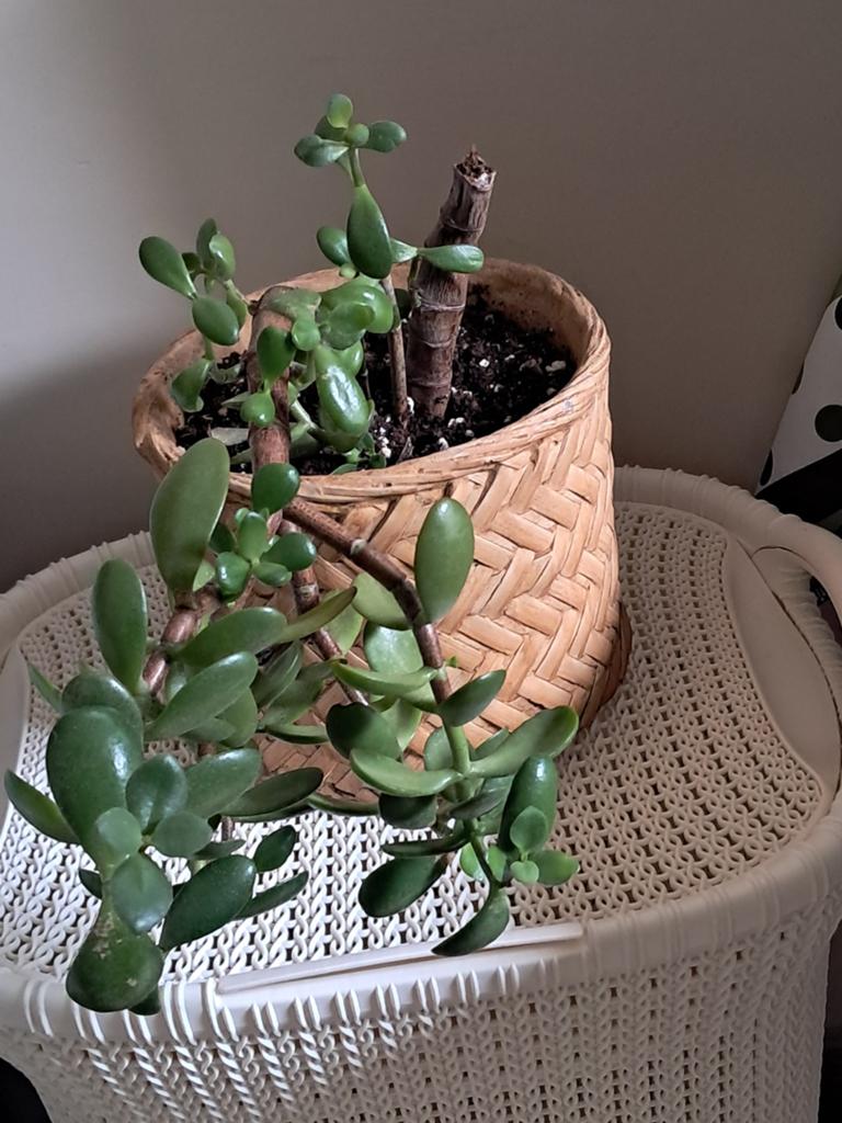 Jadeplant, Ophalen