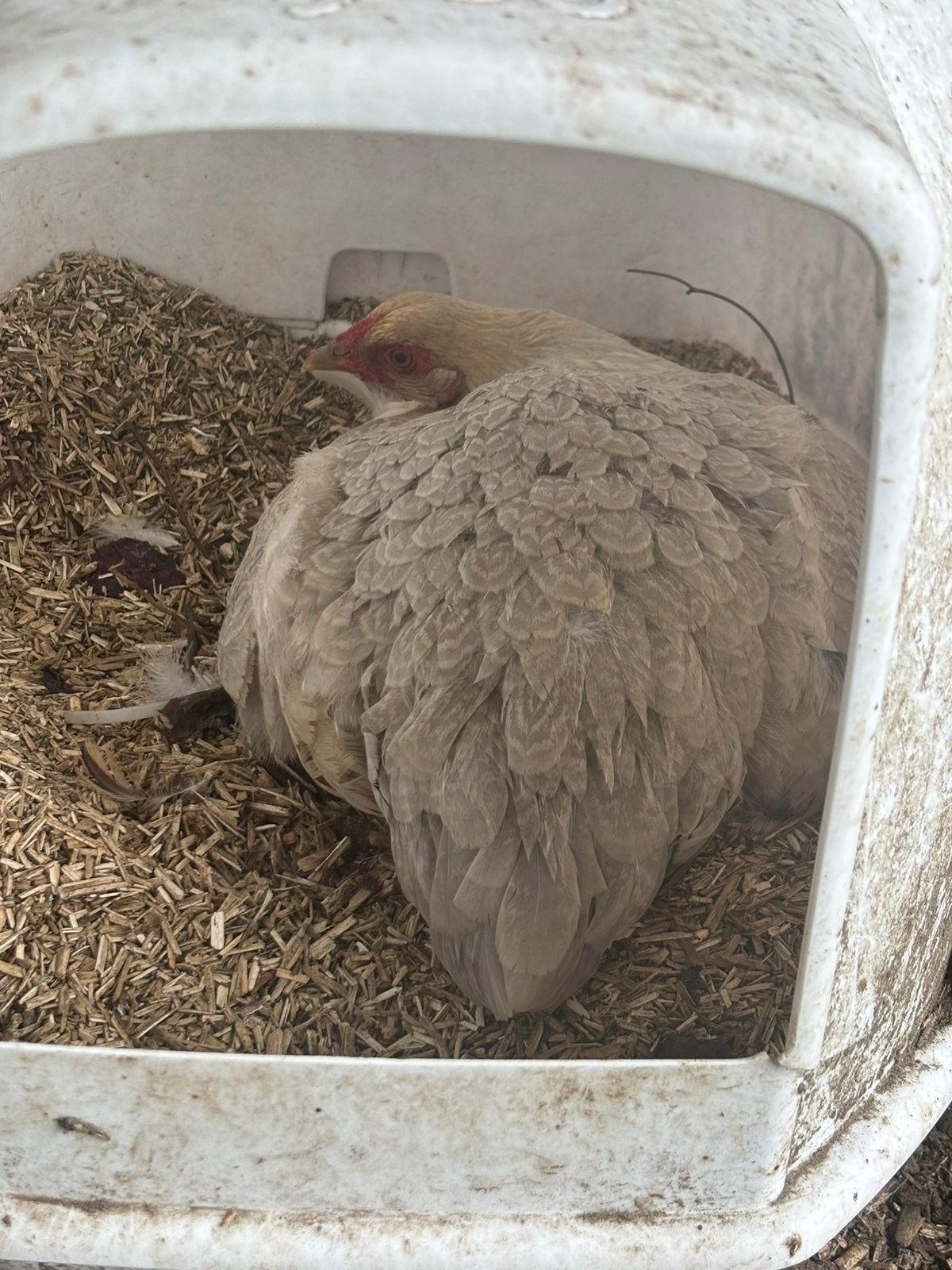 2 kippen GRATIS, Dieren en Toebehoren, Pluimvee, Kip