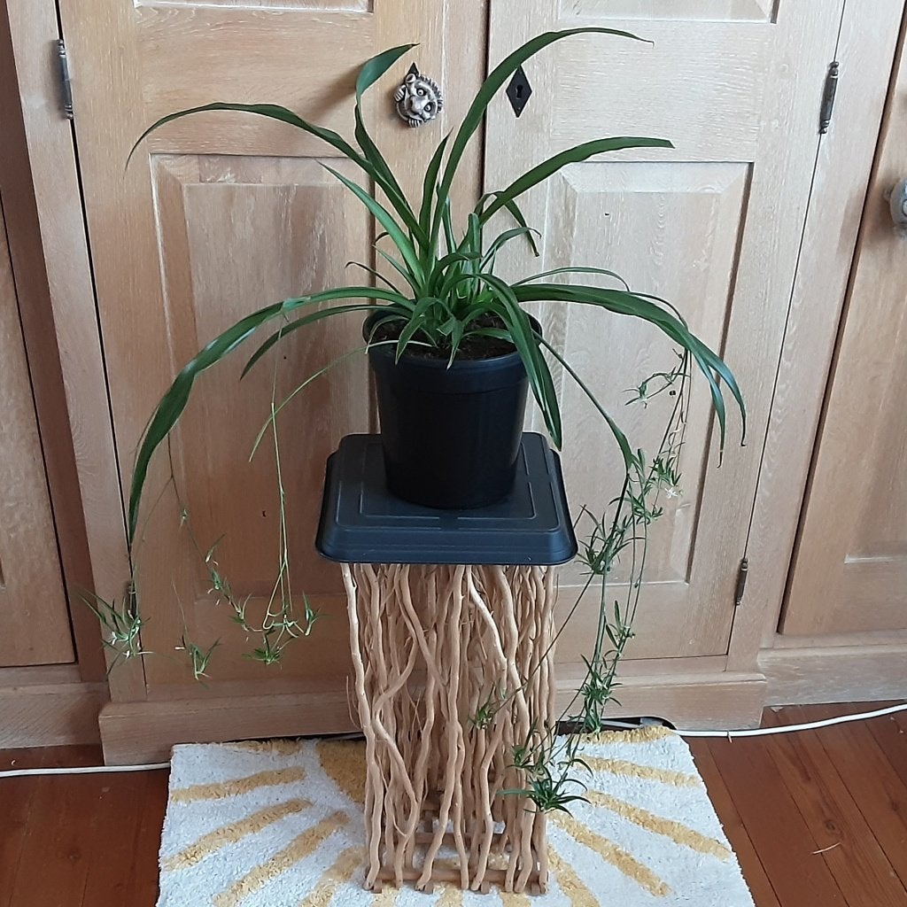 Grote mooie kamerplant Chlorophitum + GRATIS plantenhouder, Huis en Inrichting, Ophalen of Verzenden, In pot