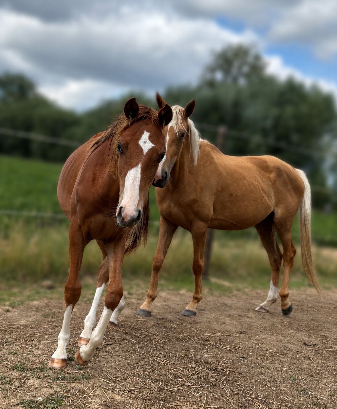 Vosse bwp jaarling count on me Z, Dieren en Toebehoren, Paarden, Merrie, Z