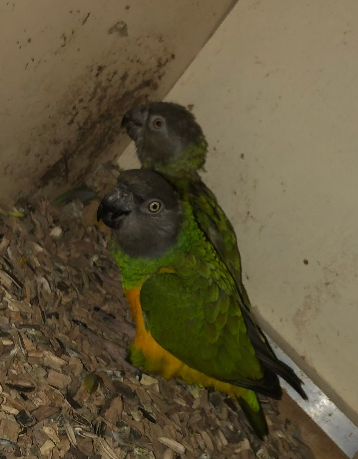 2 bonte boer kweekkoppels, Dieren en Toebehoren, Vogels | Parkieten en Papegaaien, Meerdere dieren, Geringd
