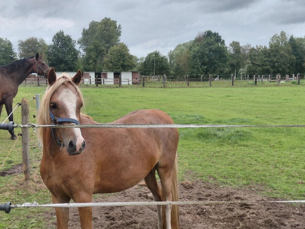 Mooie welsh b pony te koop, Merrie, Met stamboom, 3 tot 6 jaar, B pony (1.17m tot 1.27m)