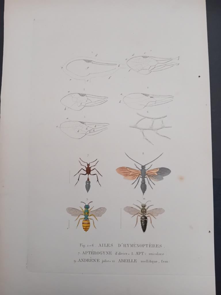 Gravure ancienne Insectes lot 156, Enlèvement ou Envoi
