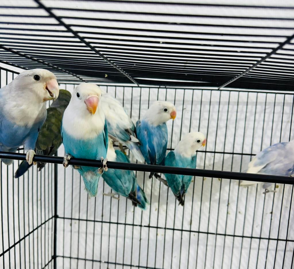 Blauwe Agapornis, Dieren en Toebehoren