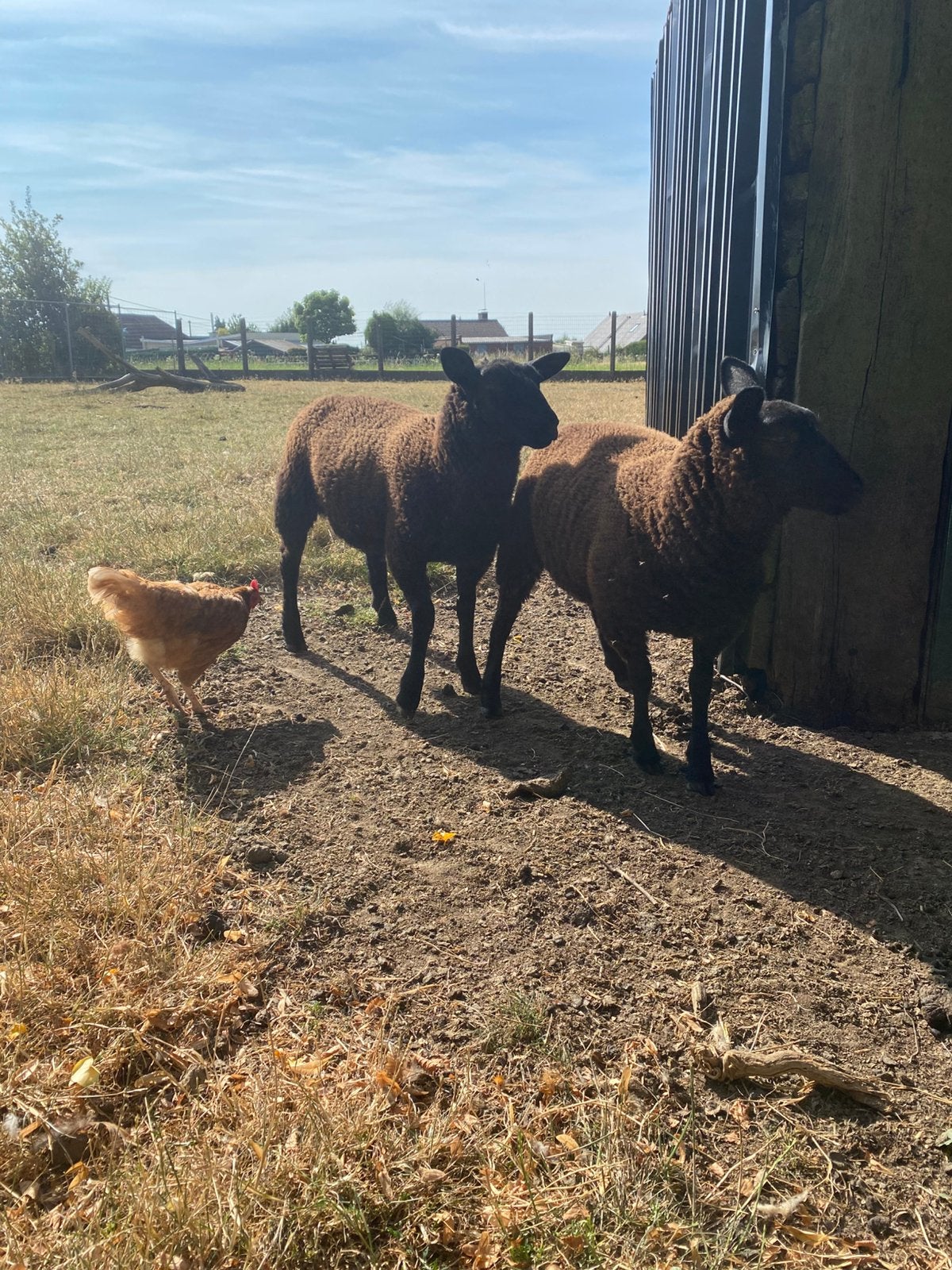 Brebis et bélier, Plusieurs animaux, Mouton, 0 à 2 ans