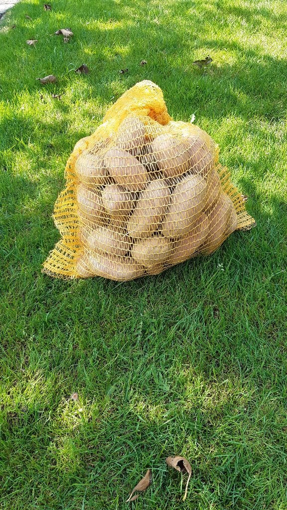 Nieuwe aardappelen te koop, Ophalen