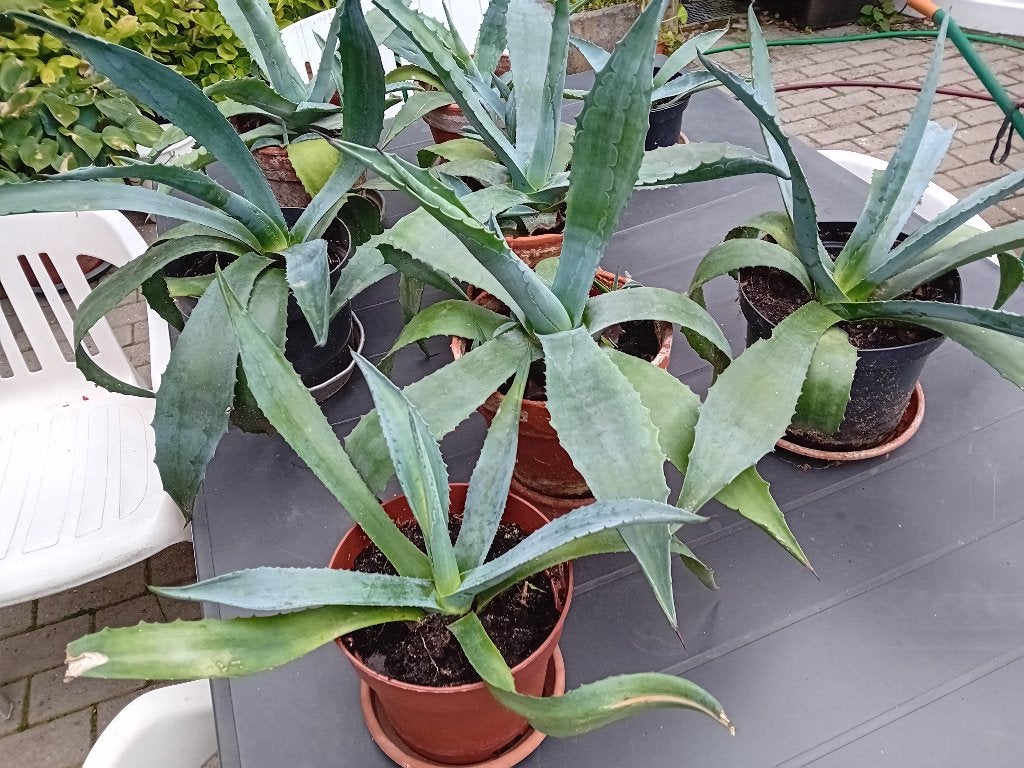 Plant Agave Azurenkust, Volle zon, Ophalen, Overige soorten, Bloeit niet