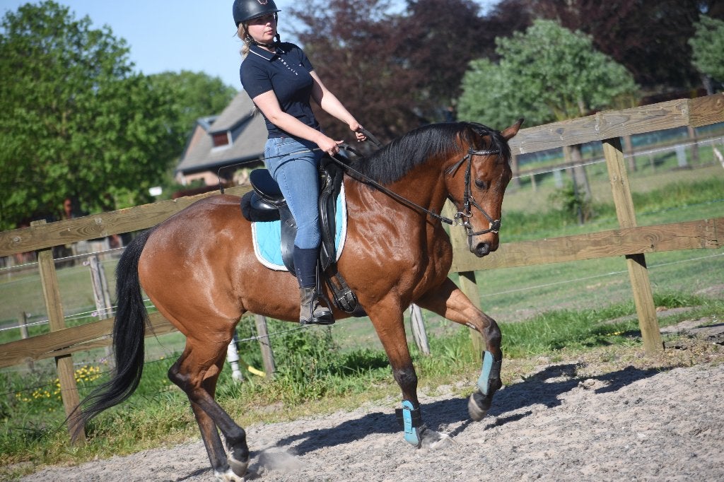 Knappe, vrolijke, 6 jarige ruin, Dieren en Toebehoren, Paarden, Minder dan 160 cm, Ruin, 3 tot 6 jaar, Recreatiepaard