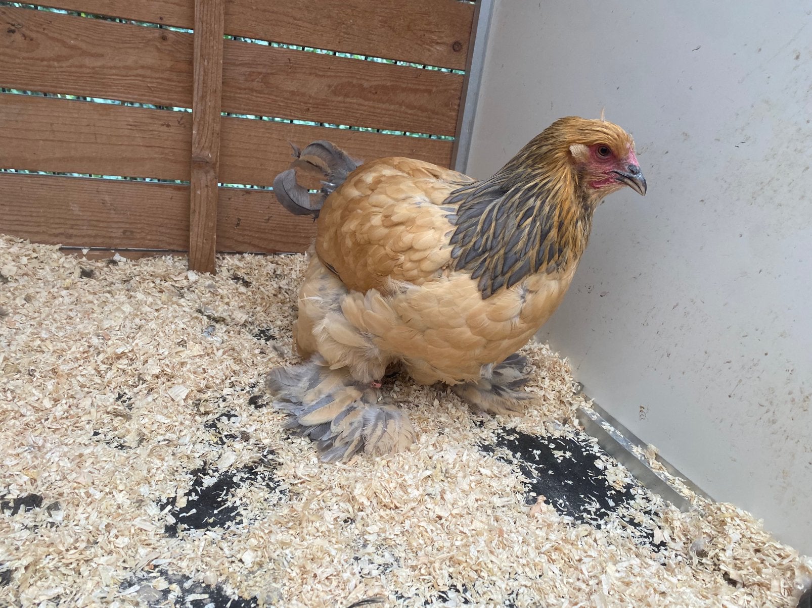 2 brahma buff blauw hennen 2026, Dieren en Toebehoren, Pluimvee