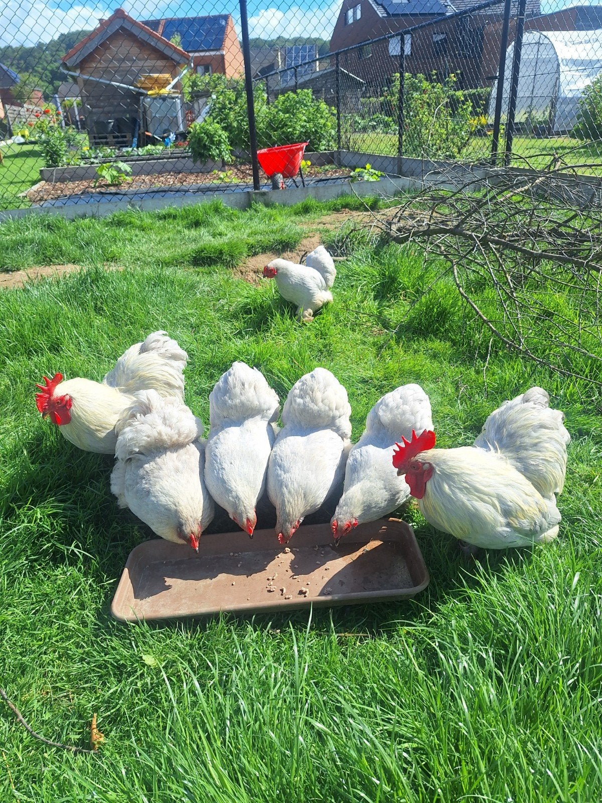 Cochin kriel parelgrijs toompjes, Dieren en Toebehoren, Pluimvee, Meerdere dieren, Kip