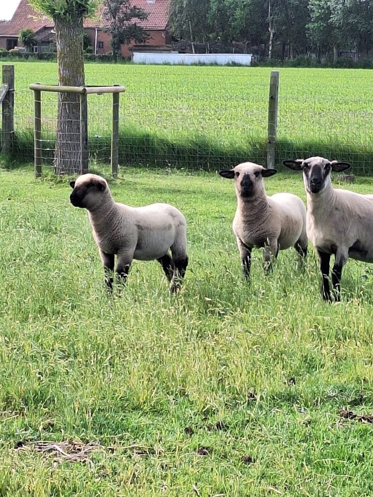 Hampshire Down ooitjes, Animaux & Accessoires, Moutons, Chèvres & Cochons, Femelle, Mouton, 0 à 2 ans
