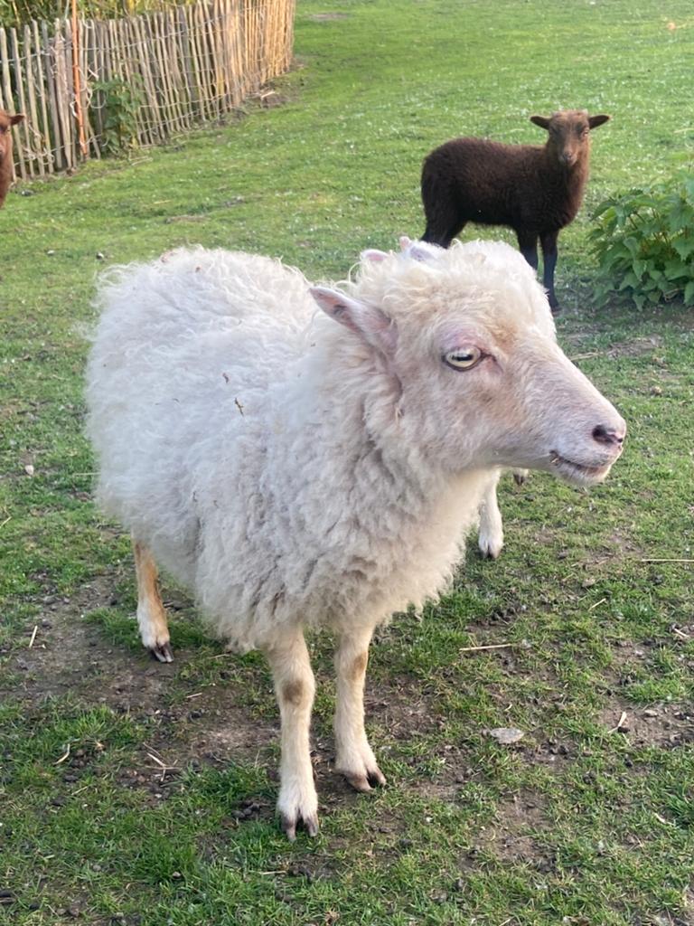 Ouessant schapen Witte ooi met ramlam, Meerdere dieren, Schaap, 0 tot 2 jaar