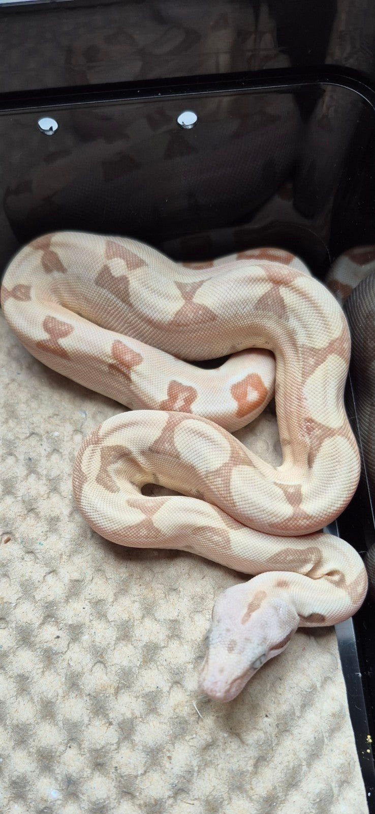 Hypo jungle labyrinth het vpi 50 % snow 28/5/2026, Dieren en Toebehoren, Slang