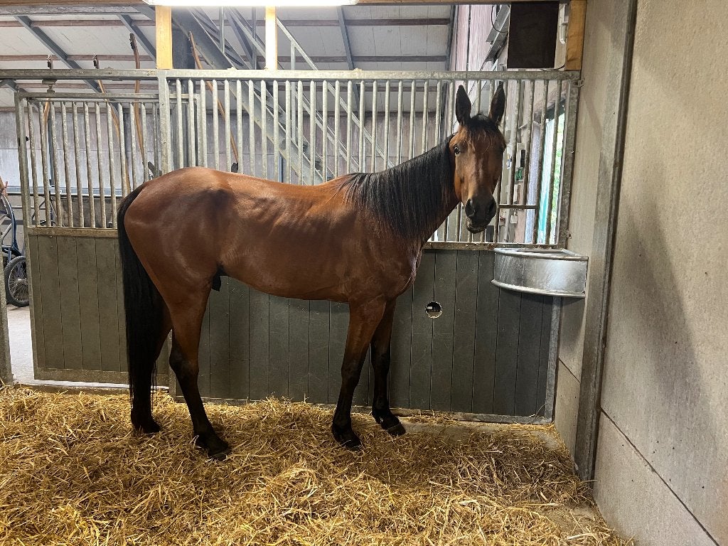 Paard te koop (weidemaatje), Ruin, Met stamboom, 3 tot 6 jaar