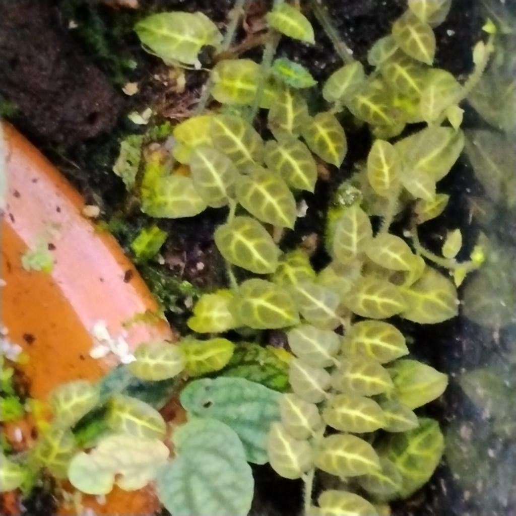 Uitstekende terrarium stekjes , zie beschrijving, Ophalen