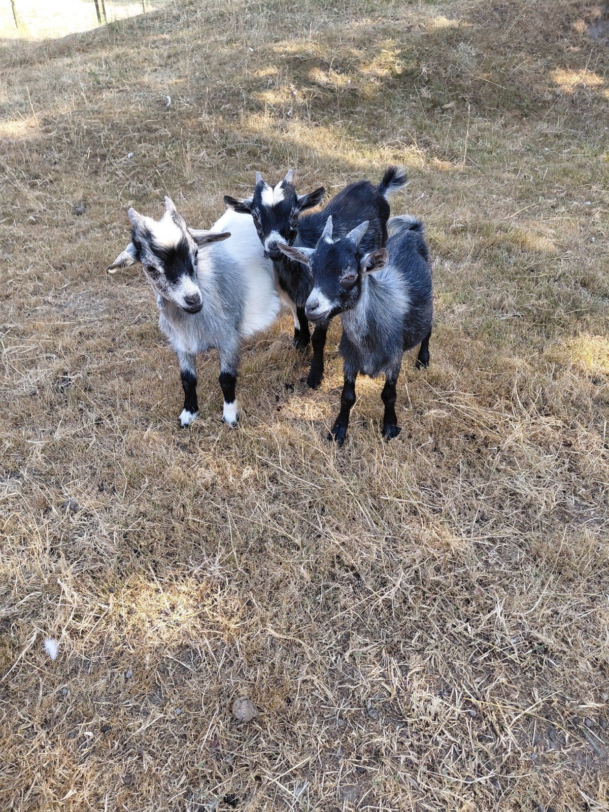 dwerggeitjes