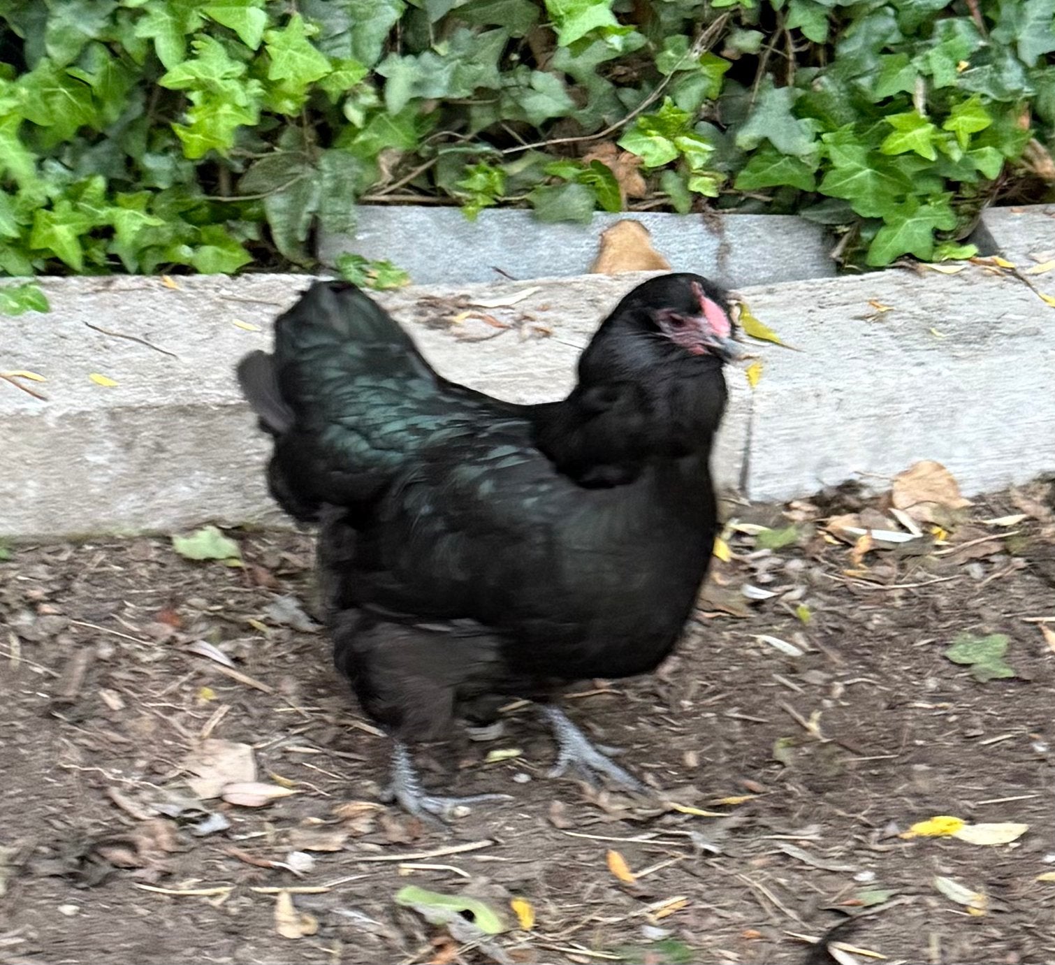 Te koop legkippen, Dieren en Toebehoren