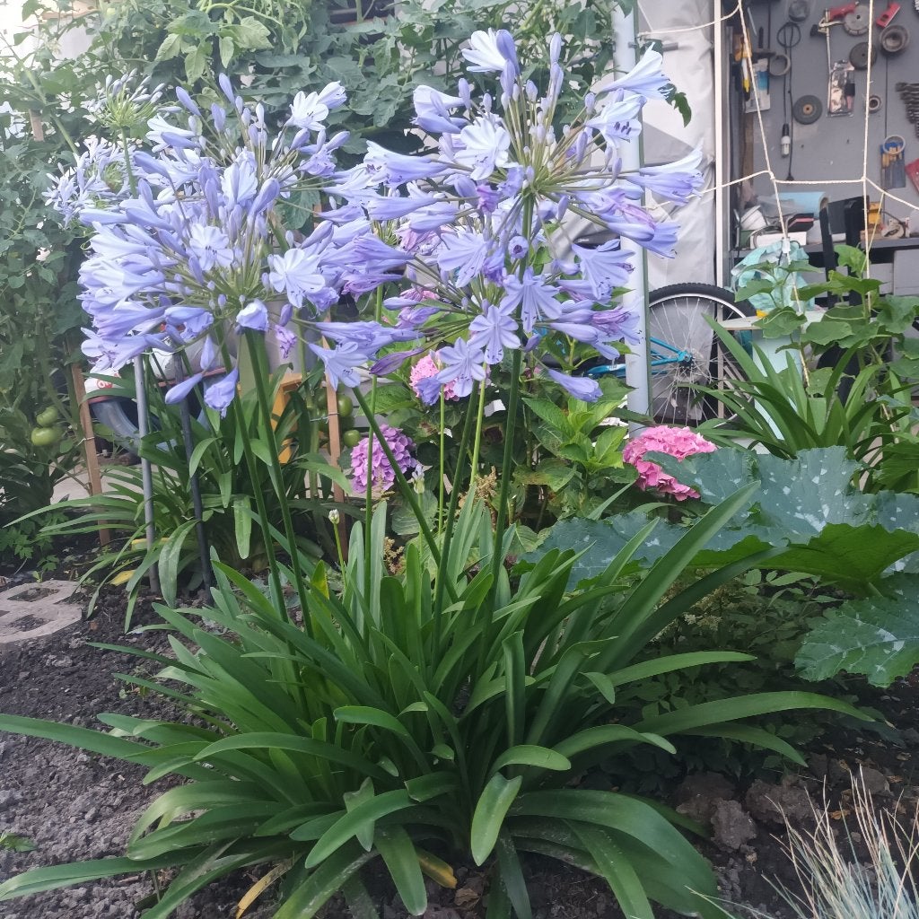 Blauwe agapanthus/pot 25x40/5 L, Tuin en Terras, Ophalen, Gehele jaar, Halfschaduw