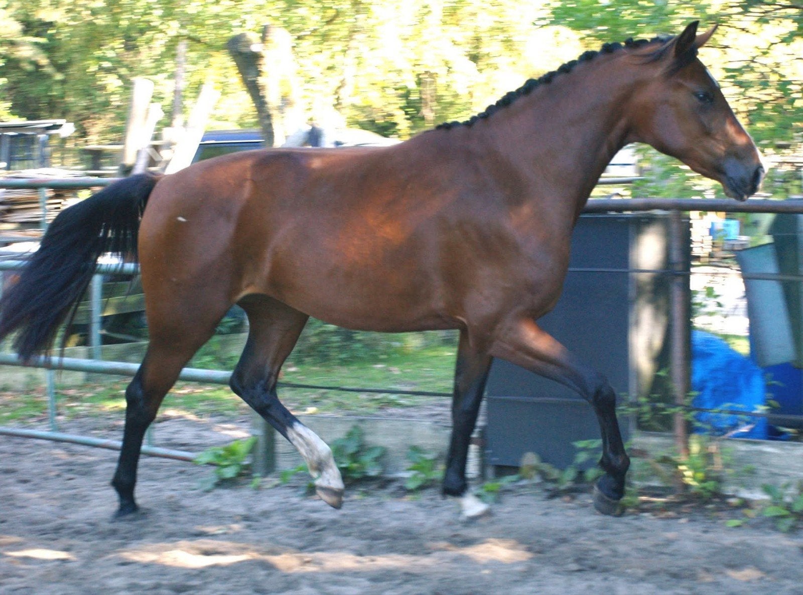 gezocht! D, E of klein paard!, Dieren en Toebehoren, Meerdere dieren, Onbeleerd