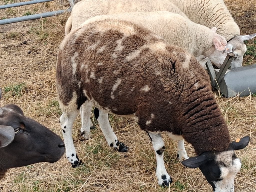 2 schapen, Dieren en Toebehoren, Vrouwelijk, Schaap, 0 tot 2 jaar