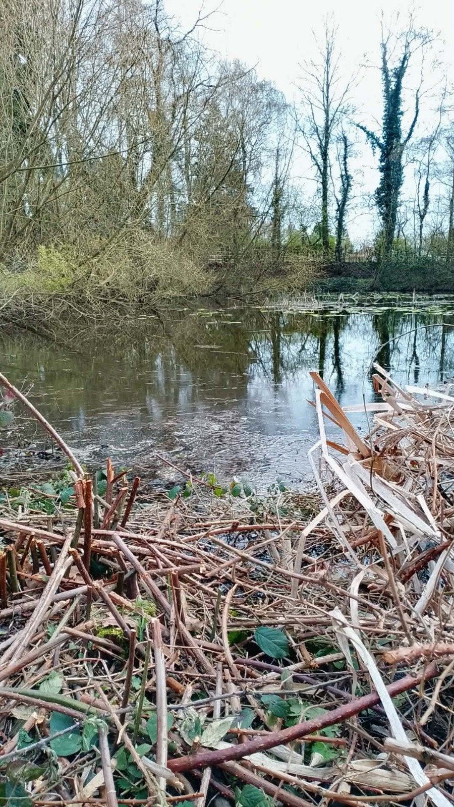 verplaatsing / opvang vissen in grote natuurvijer, Dieren en Toebehoren, Vissen | Vijvervissen