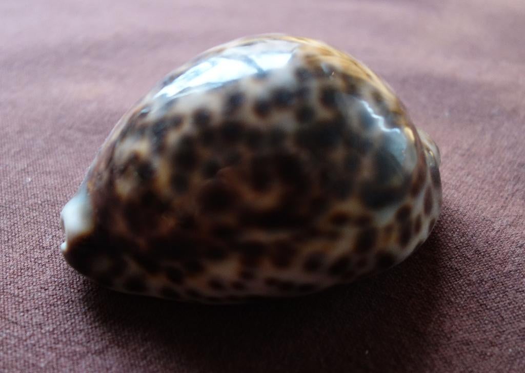 Cypraea pantherina porselein, Ophalen of Verzenden, Schelp(en)