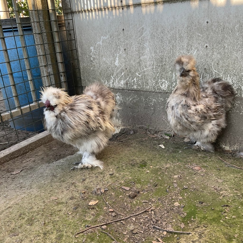 Koppel splash zijdehoenders, Dieren en Toebehoren, Meerdere dieren, Kip