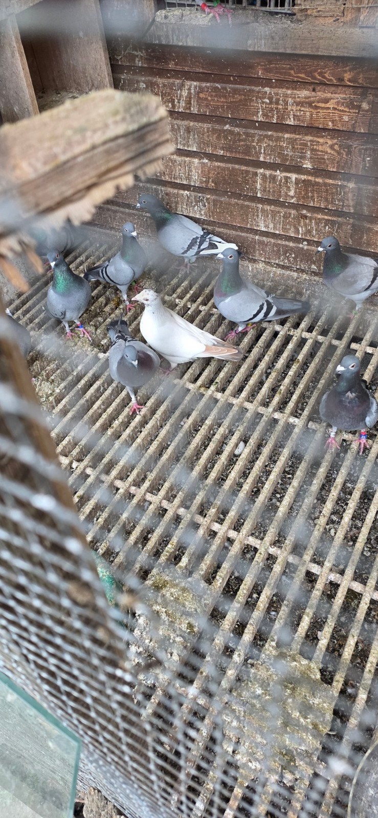 3 mooie witte duivinnen  ras meulemans. 3 stuks, Dieren en Toebehoren, Vogels | Duiven