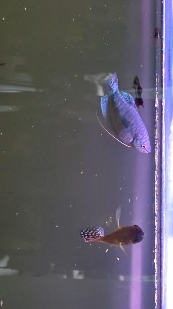 2 Goeramis (Mannelijk)
