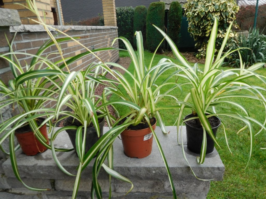 bloemen  ,, planten, Jardin & Terrasse, Plantes | Jardin, Enlèvement, Plante fixe