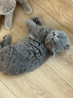 Brits Langhaar kitten te koop HK20408311, Kater, Gechipt, 0 tot 2 jaar
