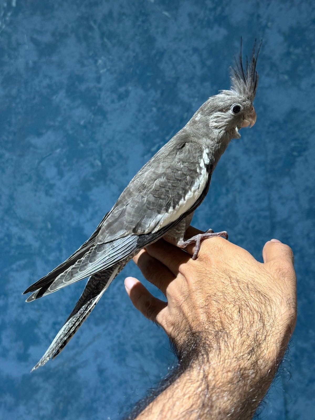 Calopisstte apprivoisée, Animaux & Accessoires, Oiseaux | Perruches & Perroquets
