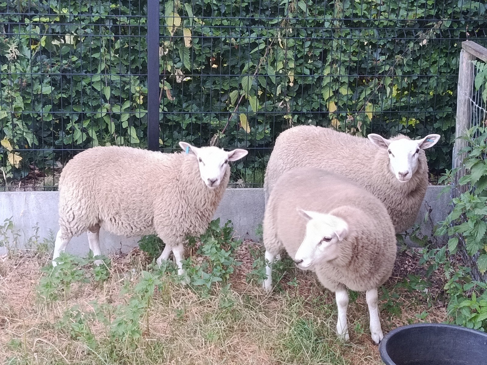 mooie lammeren, Schaap