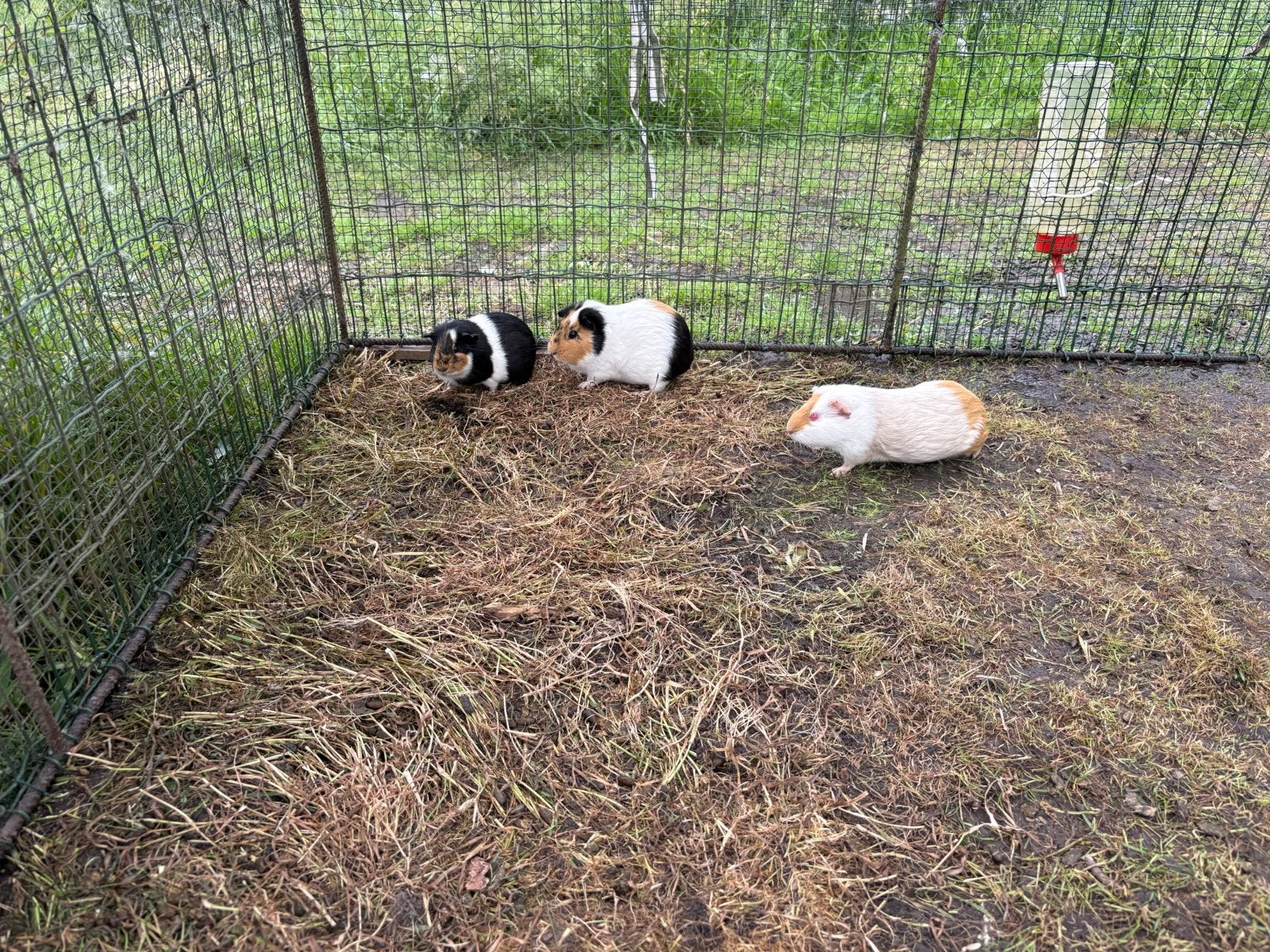Cavia vrouwtjes, Augustus, Vrouwelijk, Cavia