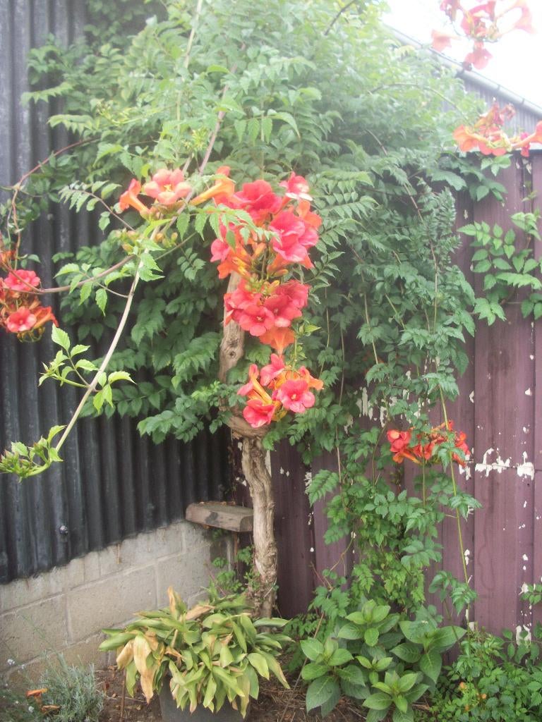 Campsis radicans of trompetklimmer, Tuin en Terras, Ophalen, Vaste plant, Halfschaduw, Klimplanten