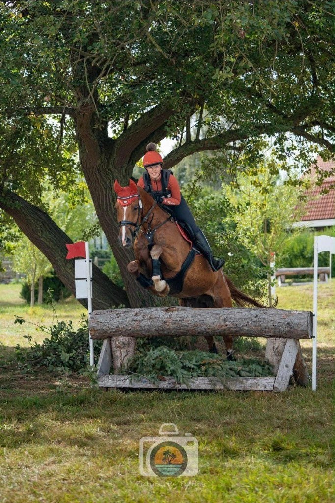 11 jarige springruin, Dieren en Toebehoren, Paarden, Springpaard, Ruin, 11 jaar of ouder, 165 tot 170 cm
