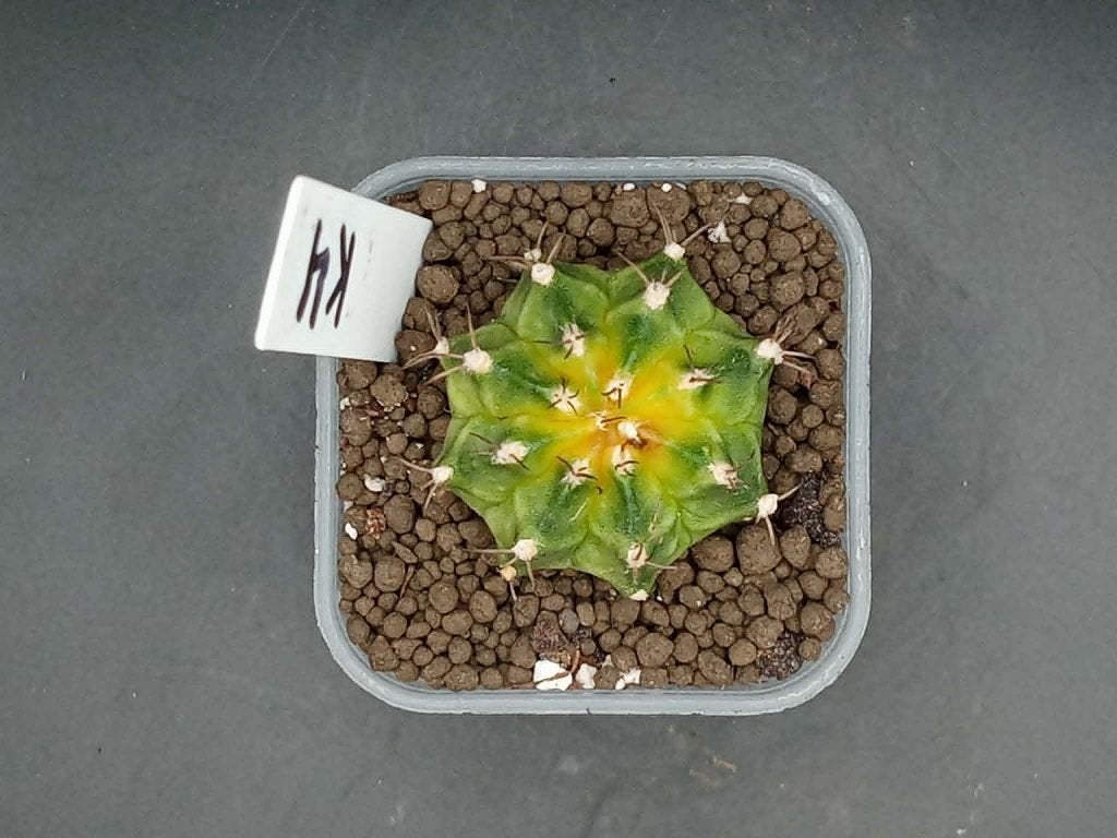 Gymnocalycium mihanovichi K4, Maison & Meubles, Plantes d'intérieur, En pot, Plein soleil, Moins de 100 cm, Enlèvement