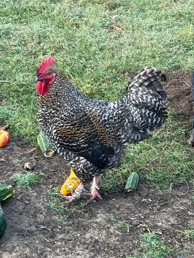 Haan van 2026 kruising Mechelse Koekoek, Mâle, Poule ou poulet