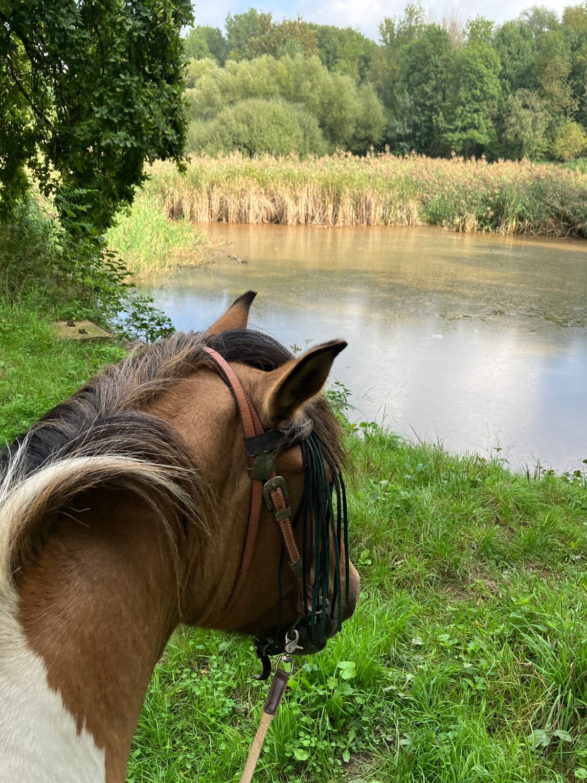 ️ Gezocht! Braaf wandelpaard/ recreatie paard 1m55 max, Gechipt, Minder dan 160 cm, Ruin, Zadelmak